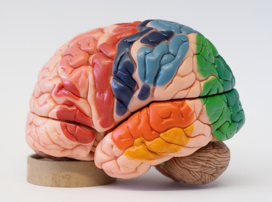 (© Photo by Carolin Bleese, Brain model by Somso®)