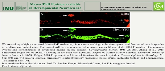 phd muscle spindles kroeger